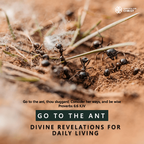 Go to the Ant: Divine Revelations for Daily Living - Proverbs 6:6