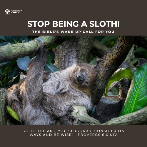 Stop Being a Sloth! The Bible's Wake-Up Call for You - Proverbs 6:6