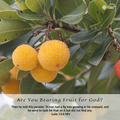 Are You Bearing Fruit for God? - Luke 13:6